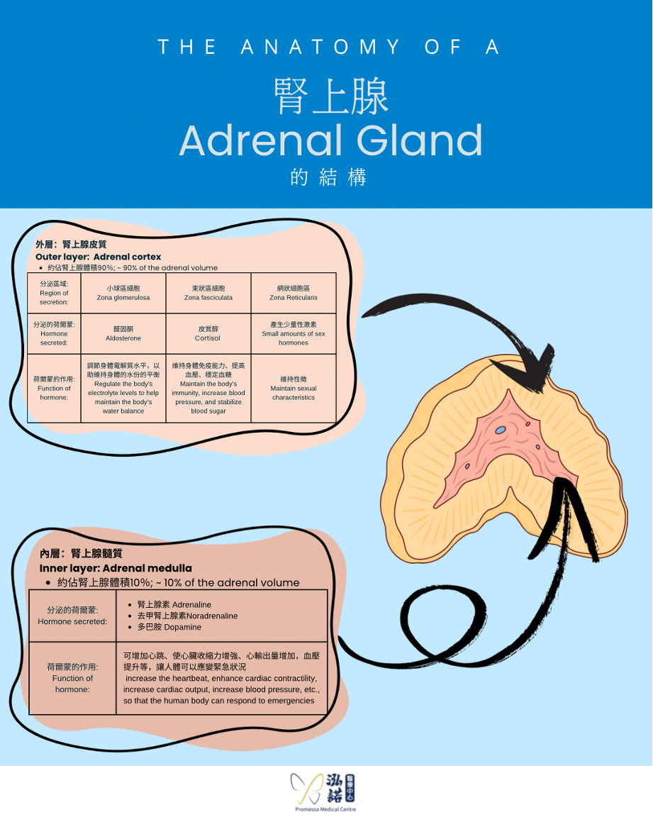 Adrenal gland anatomy