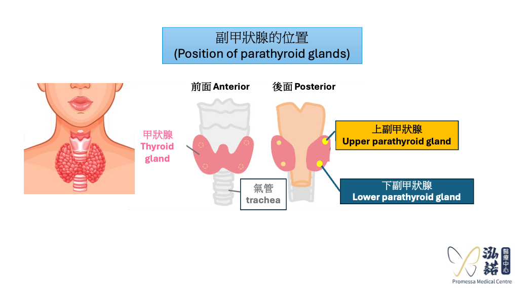 Parathyroid gland