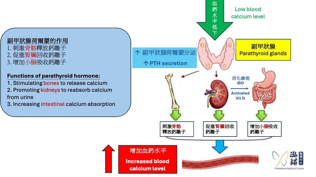 Functions of Parathyroid gland