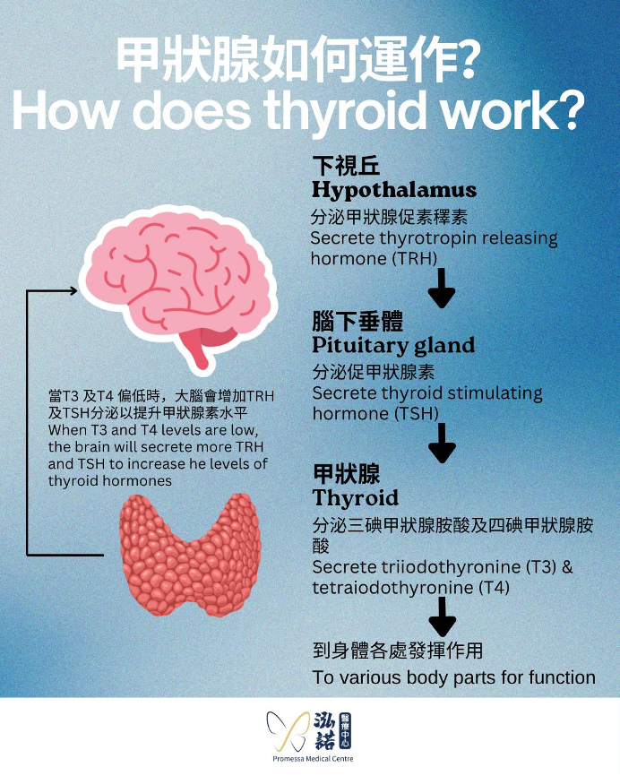 How Thyroid Works